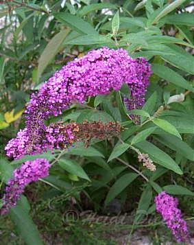 Buddleja davidii.jpg